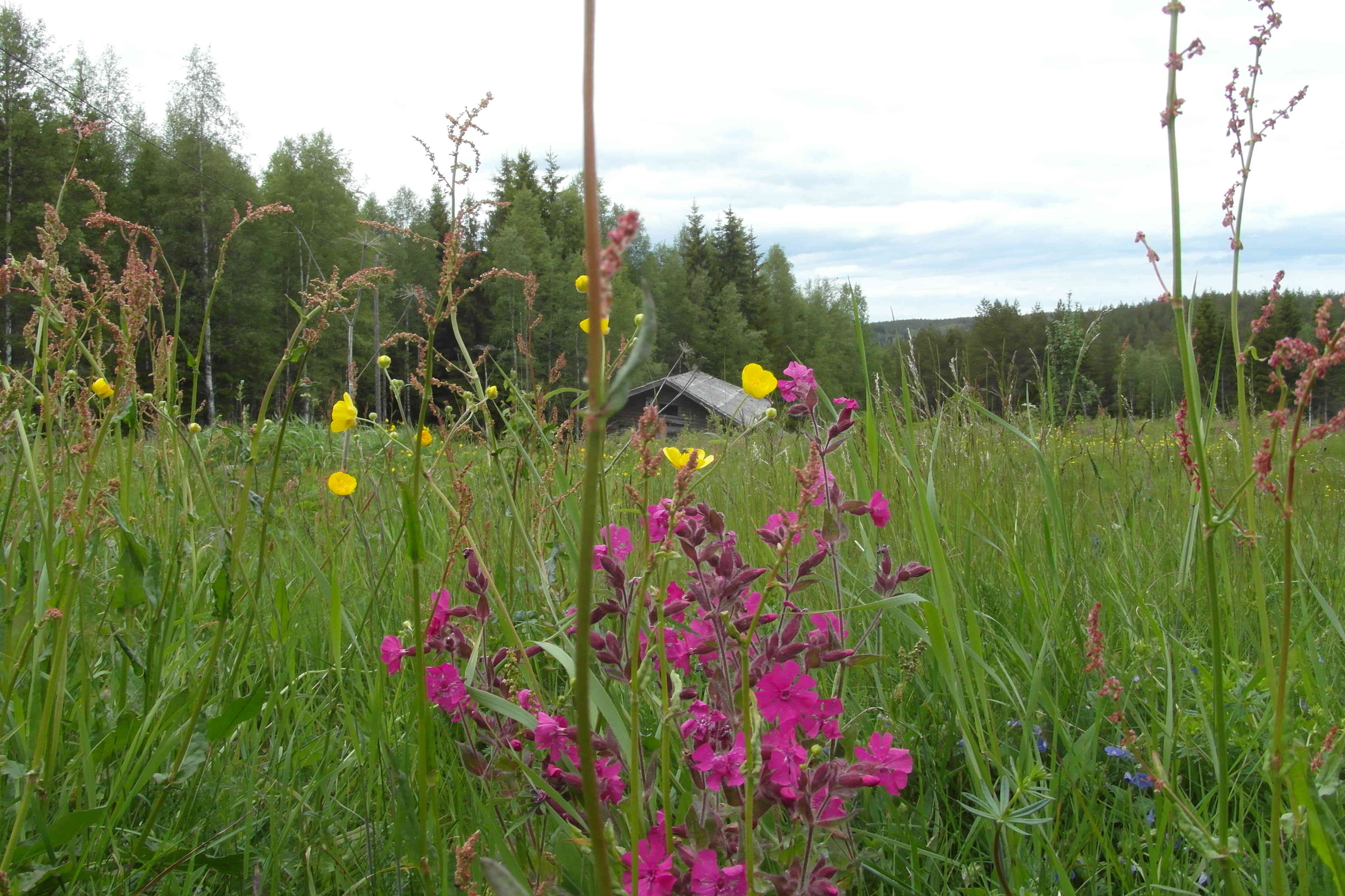 Finnskogen